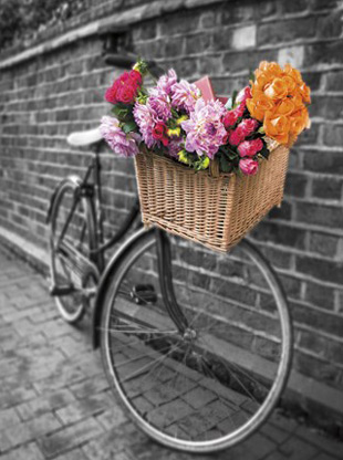 Basket of Flowers II assaf frank art