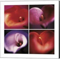 Four Calla Lillies Fine Art Print