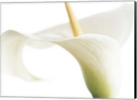 Calla on White Fine Art Print