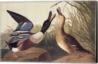 Shoveller Duck Fine Art Print