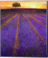 Orange Rows Lavender Fine Art Print