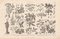 Botanik I Vintage Framed Print