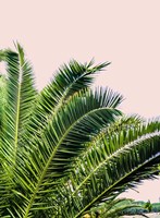 Tropical Leaves on Blush I Framed Print