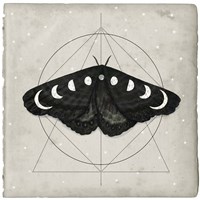 Midnight Moth I Framed Print