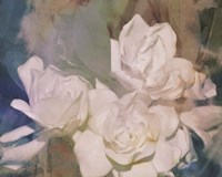 Blush Gardenia Beauty II Framed Print