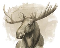 Bull Moose II Framed Print