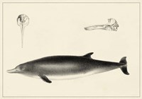 Antique Dolphin Study I Framed Print
