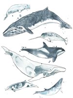 Cetacea I Framed Print
