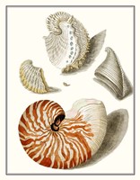 Collected Shells I Framed Print