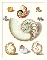 Collected Shells II Framed Print