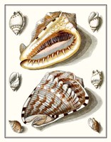 Collected Shells IV Framed Print