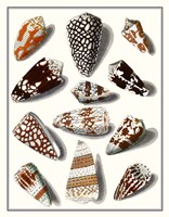 Collected Shells V Framed Print