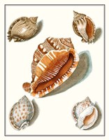 Collected Shells VII Framed Print
