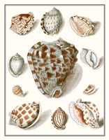 Collected Shells VIII Framed Print