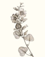 Neutral Botanical Study I Framed Print
