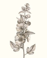 Neutral Botanical Study V Framed Print