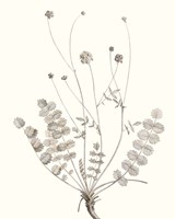 Neutral Botanical Study IX Framed Print