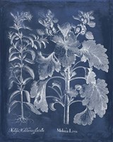 Besler Leaves in Indigo I Framed Print