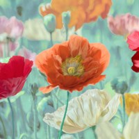 Poppies in Bloom I Framed Print