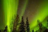 Alaska Aurora Borealis Over Forest Framed Print