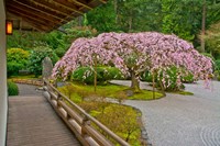 Weeping Cherry Tree, Portland Japanese Garden, Oregon Framed Print