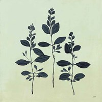 Botanical Study IV Sage Framed Print