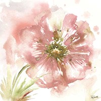Blush Watercolor Poppy I Framed Print
