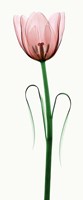 Tulip I Framed Print