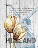Holland Tulips Framed Print