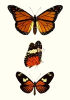 Entomology Series II Framed Print