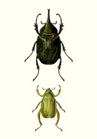 Entomology Series IV Framed Print