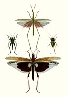 Entomology Series VI Framed Print