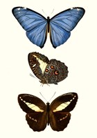 Entomology Series VIII Framed Print