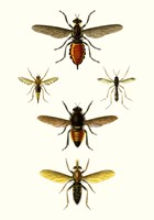 Entomology Series IX Framed Print