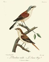 Vintage French Birds I Framed Print