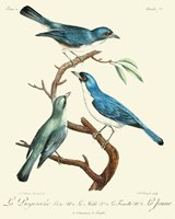Vintage French Birds IV Framed Print