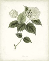 Sage Botanical I Framed Print