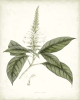Sage Botanical II Framed Print
