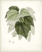 Sage Botanical III Framed Print