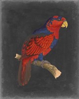 Dramatic Parrots III Framed Print