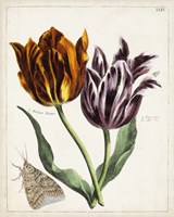 Tulip Classics I Framed Print