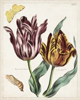 Tulip Classics II Framed Print