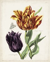 Tulip Classics III Framed Print