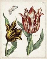 Tulip Classics IV Framed Print