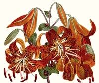 Striking Coral Botanicals II Framed Print