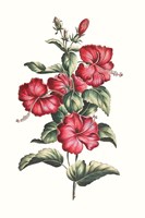 Flowering Hibiscus III Framed Print