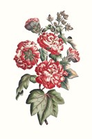 Flowering Hibiscus IV Framed Print
