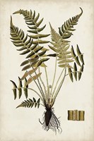 Fern Botanical IV Framed Print