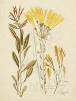 Antique Botanical Sketch IV Framed Print