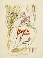 Antique Botanical Sketch V Framed Print